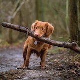 Dog with a stick in its mouth.